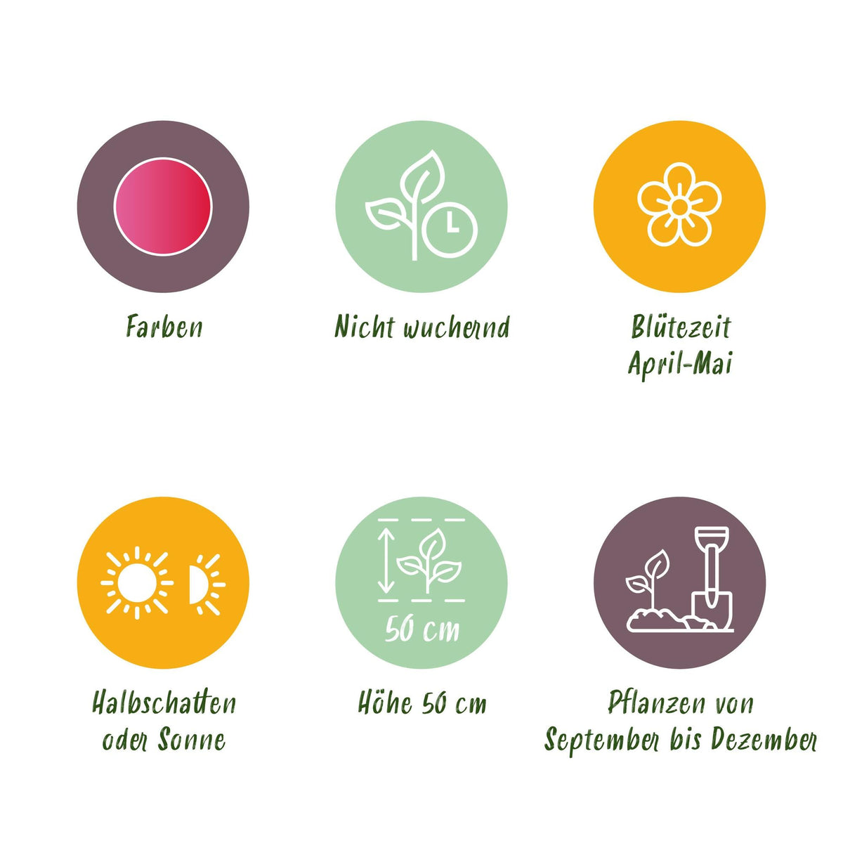 GreenboutiQ - Blumenzwiebeln - Tulp Triumph Pink - Farbe Rosa - 15 Stück - Zwiebelgröße 11/12 - XXL Pack 