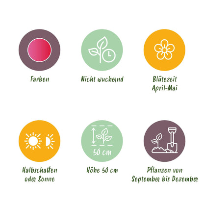 GreenboutiQ - Blumenzwiebeln - Tulp Triumph Pink - Farbe Rosa - 15 Stück - Zwiebelgröße 11/12 - XXL Pack 