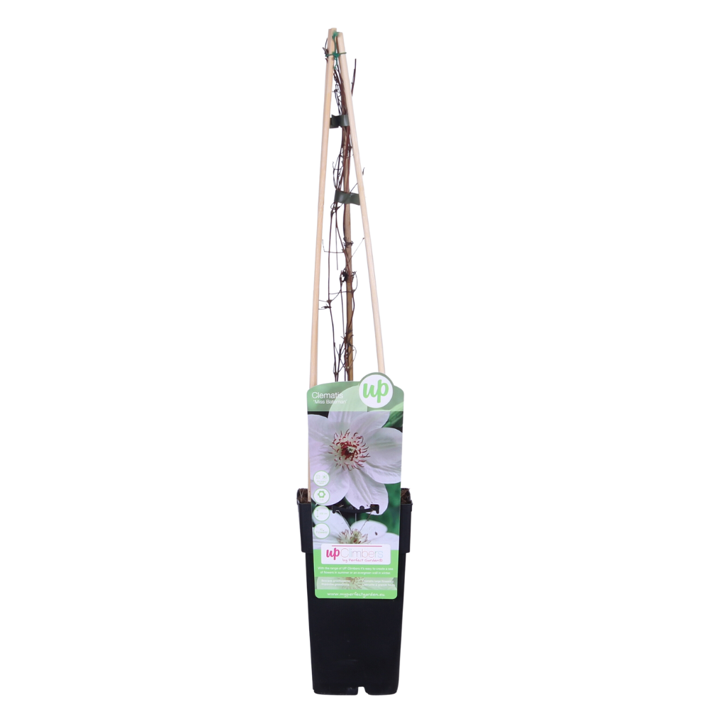 Waldrebe - Clematis Miss Bateman - Clematis Weiß - Ø15cm - ↕65cm 