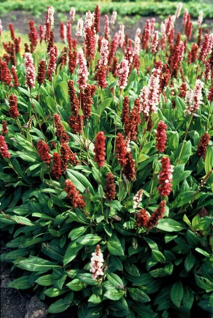 Schneckenknöterich Persicaria aff. 'Darjeeling Red' – ↕10-25cm – Ø9cm – 6 Pflanzen – Rotes Laub – Sonne & Halbschatten – Pflegeleichte Staude 