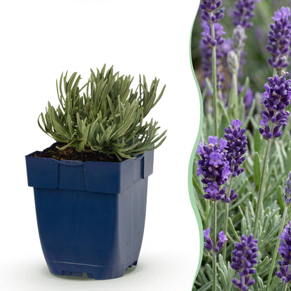 Lavendel 'Munstead' – Lavandula angustifolia 'Munstead' – 6 Pflanzen – Topf Ø11cm