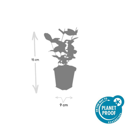 Hypericum inodorum 'Beauty' – 48 Pflanzen – ↕10-25 cm – Ø9 cm – Winterharter Zierstrauch – Gelbe Blüten – Bienenfreundlich – Pflegeleicht 