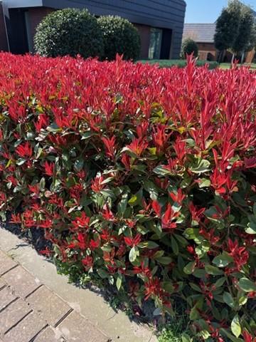 Glanzmispel Photinia fraseri Carre Rouge – Immergrüne Heckenpflanzen – 8 Pflanzen – 1 m – 9 cm Höhe 30–35 cm – Rote & grüne Blätter – Pflegeleicht 