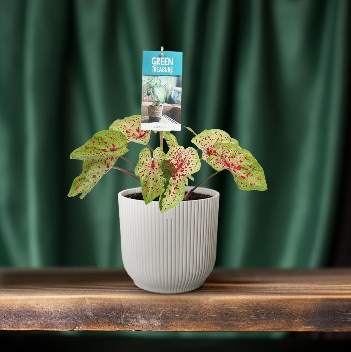 Caladium Miss Muffet - Ø12cm - ↕25cm 