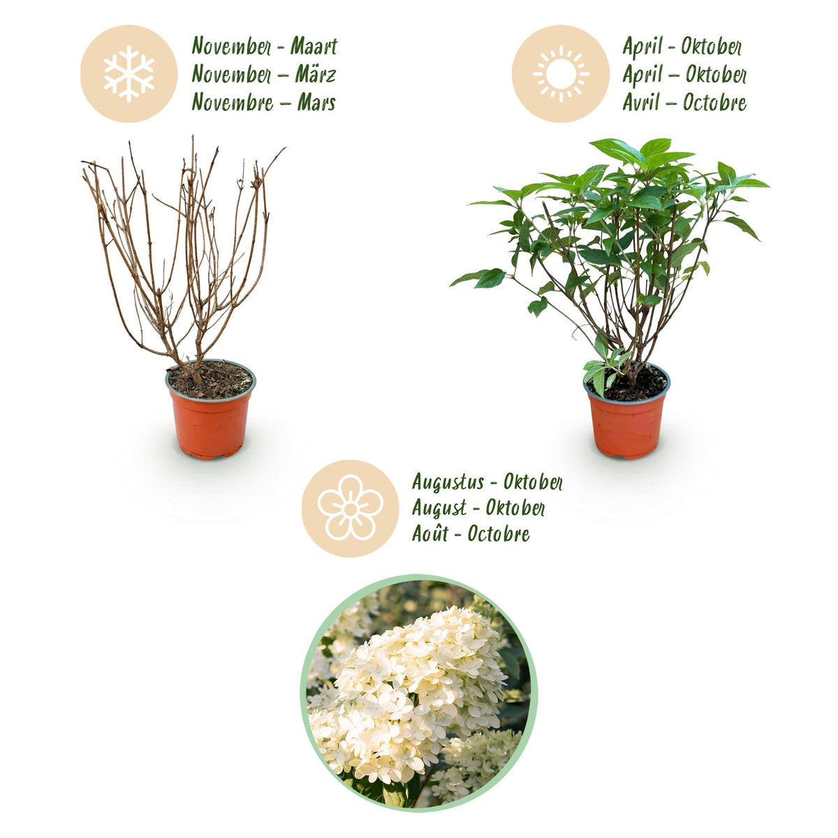 Green boutiQ - Gartenpflanze - Hydrangea panniculata Limelight - Rispenhortensie - Winterhart - Limettengrün - 1 Pflanze - Topf 12cm - Höhe 20-30cm 