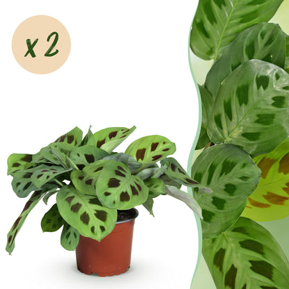 Green boutiQ - Zimmerpflanze - Maranta Fascinator Kerchoveana - Gebetspflanze - Haustierfreundlich - Grün - 2 Pflanzen - Topf 12cm - Höhe 30-35cm 