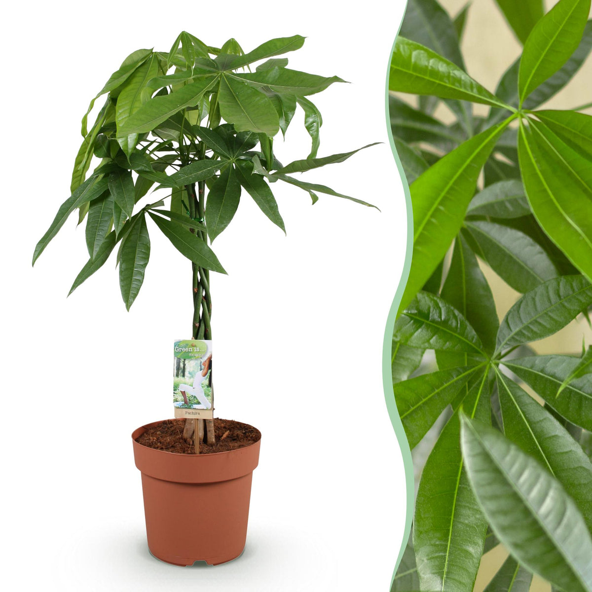 Green boutiQ - Zimmerpflanzen - Geflochtener Stamm Pachira Aquatica - Geldbaum - Wenig Pflege - Grün - 1 Pflanze - Topf 21cm - Höhe 80-90cm 