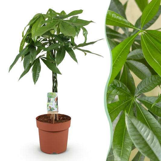 Green boutiQ - Zimmerpflanzen - Geflochtener Stamm Pachira Aquatica - Geldbaum - Wenig Pflege - Grün - 1 Pflanze - Topf 21cm - Höhe 80-90cm 