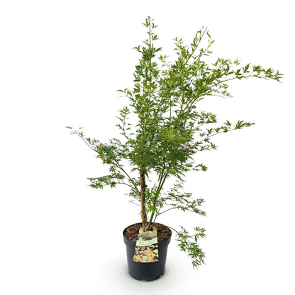 Green boutiQ - Gartenpflanze - Acer palmatum Methamorphosa - Japanischer Ahorn - Laubabwerfend - Grün - Orange - 1 - Topf 26cm - Höhe 90cm 