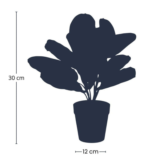 Maranta – Korbmarante – Kunstpflanze – 30cm hoch – Schwarzer Topf Ø12cm – Naturgetreue Blattstruktur – Pflegefrei & kompakt – Für Regal, Fensterbank & Schreibtisch 