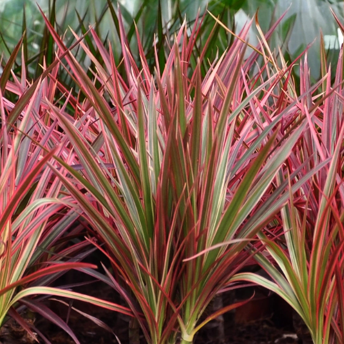 Green boutiQ - Zimmerpflanzen - Dracaena Magenta - Drachenblutbaum - Wenig Pflege - mit Potter Weiß - Rot - 1 Pflanze - mit Potter Weiß - Topf 21cm - Höhe 90-100cm 