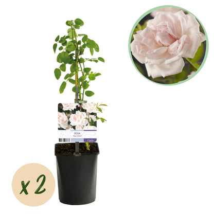 Kletterrose Rosa New Dawn – Zartrosa – Wenig Pflege – 2 Pflanzen – H11cm x 40cm – Duftende, widerstandsfähige Rosen für Garten & Terrasse 