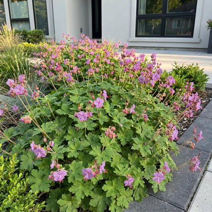 Storchschnabel 'Czakor' – Geranium macrorrhizum 'Czakor' – 6 Pflanzen – Topf Ø11cm – Ansicht 6