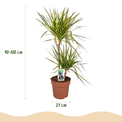 Green boutiQ - Zimmerpflanzen - Dracaena Sunray - Drachenbaum - Wenig Pflege - Grün - Gelb - 1 Pflanze - mit Potter Grau - Topf 21cm - Höhe 90-100cm 