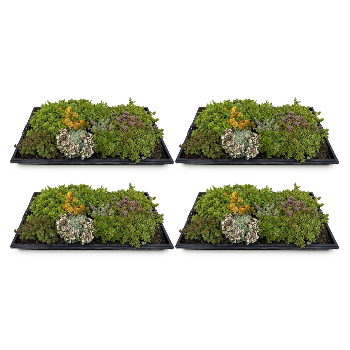 GreenboutiQ - Bodendecker - Winterhart - Sedummatte - Besteht aus 10 Sorten - X4 - Wenig Pflege - Länge 50cm Breite 30cm 