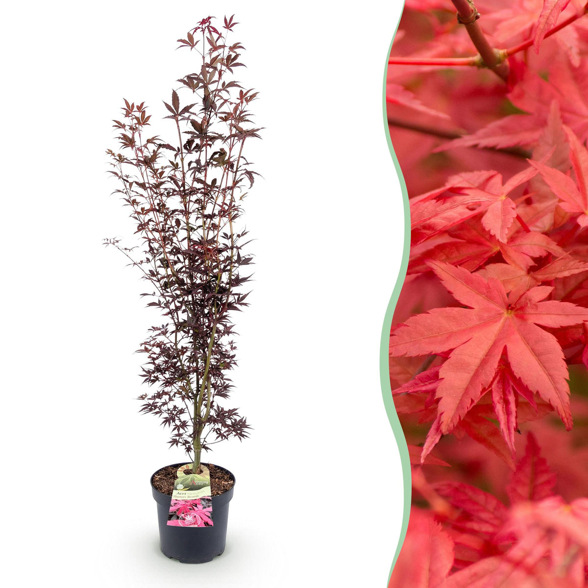 Green boutiQ - Gartenpflanze - Acer palmatum Atropurpureum - Japanischer Ahorn - Laubabwerfend - Lila - 1 - Topf 26cm - Höhe 90cm 