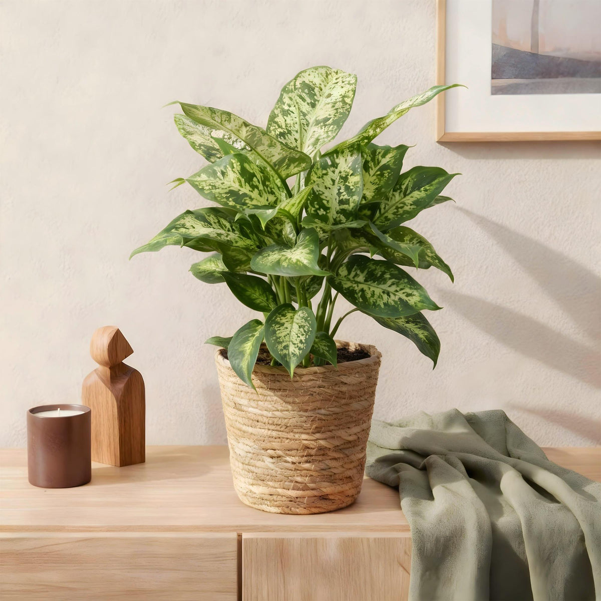Green boutiQ - Zimmerpflanzen - Diefenbachia Compacta - Dieffenbachia - Wenig Pflege - mit Korb - Bunt - 1 Pflanze - Topf 17cm - Höhe 45-50cm 