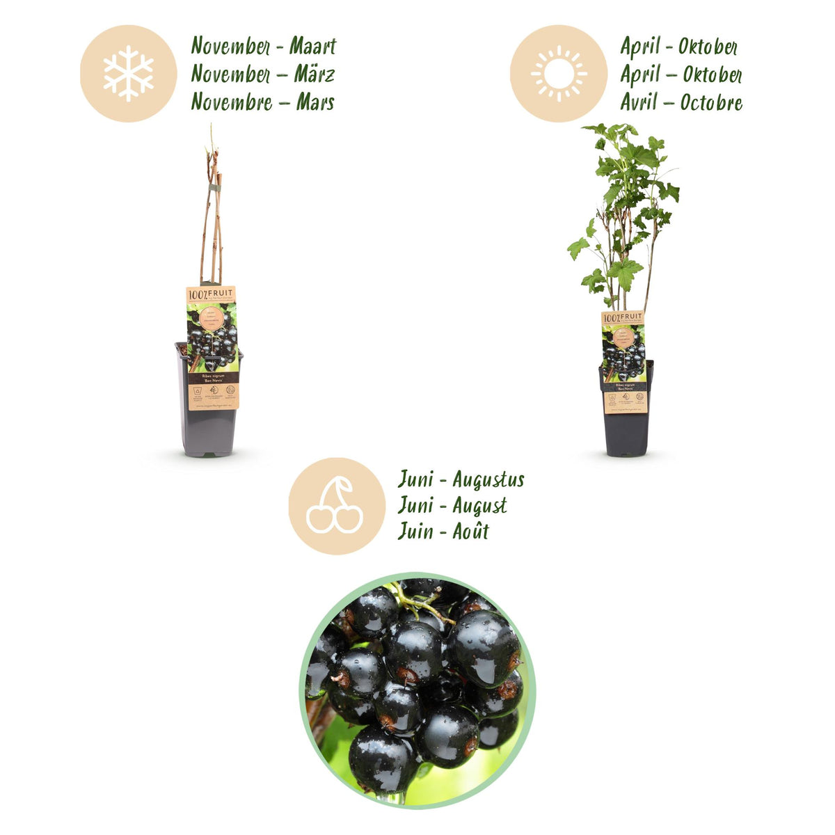 Green boutiQ - Fruit plant - Ribes nigrum Ben Nevis - Berry plant - Winter hardy - Blackcurrant - 2 Plants - Pot 15cm - Height 50cm 