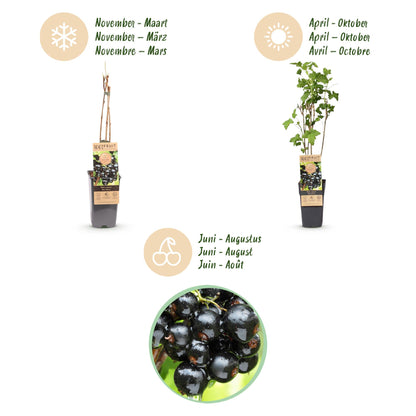 Green boutiQ - Fruit plant - Ribes nigrum Ben Nevis - Berry plant - Winter hardy - Blackcurrant - 2 Plants - Pot 15cm - Height 50cm 