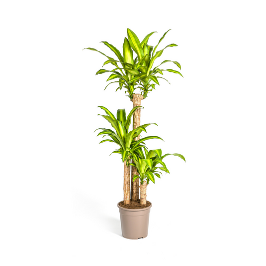 Dracaena Fragrans Massangeana – Drachenbaum – Ø24 cm – ↕130-150 cm – Zimmerpflanze – Tropisches Grün – Pflegeleicht & dekorativ 