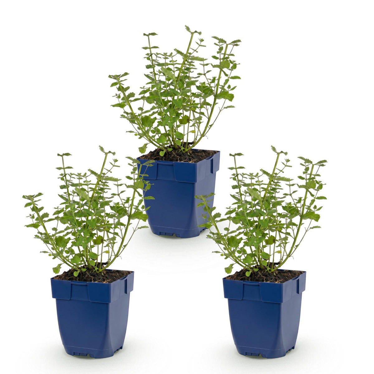 Katzenminze 'Walker' – Nepeta faassenii 'Walker's Low' – Topf Ø11cm – Ansicht 2