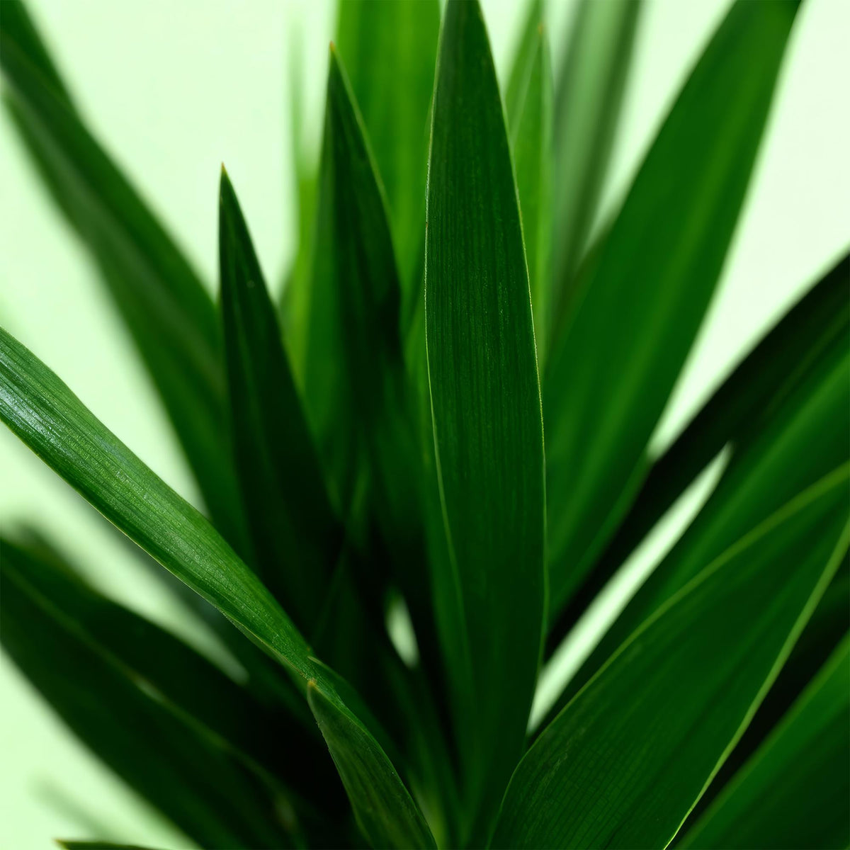 Yucca Elephantipes – 120cm – 19cm – Pflegeleichte Zimmerpflanze mit schmalen Blättern – Robuste Palmlilie für helle & halbschattige Innenräume – Tropische Grünpflanze 