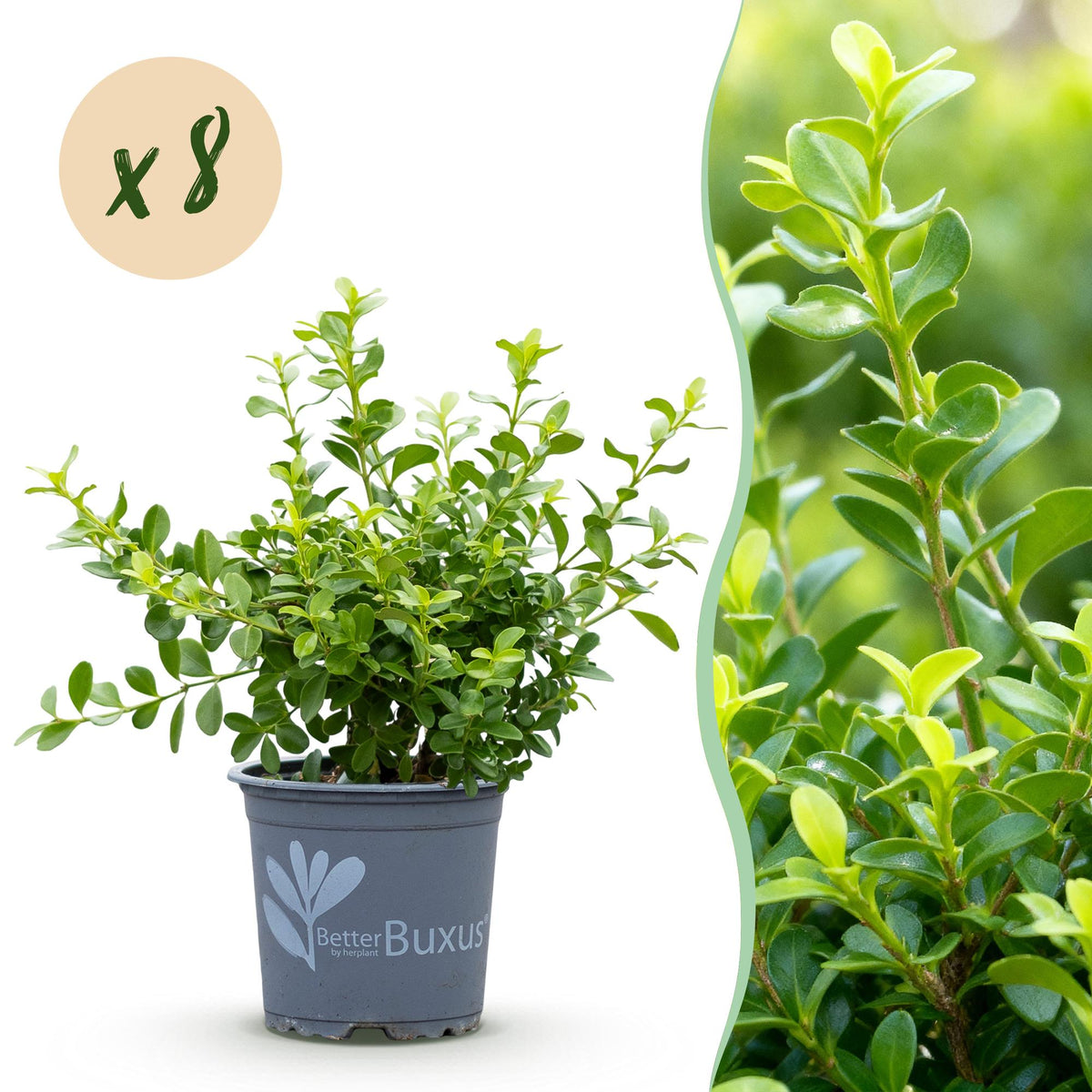 GreenboutiQ - Buxus Hecke - BetterBuxus Babylon Beauty - Resistenz gegen die Buxuskrankheit - 8 Pflanzen - 1 laufender Meter - Topf 9 cm Höhe 20-25 