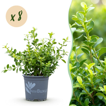 GreenboutiQ - Buxus Hecke - BetterBuxus Babylon Beauty - Resistenz gegen die Buxuskrankheit - 8 Pflanzen - 1 laufender Meter - Topf 9 cm Höhe 20-25 