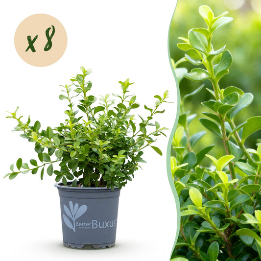 GreenboutiQ - Buxus Hecke - BetterBuxus Babylon Beauty - Resistenz gegen die Buxuskrankheit - 8 Pflanzen - 1 laufender Meter - Topf 9 cm Höhe 20-25 