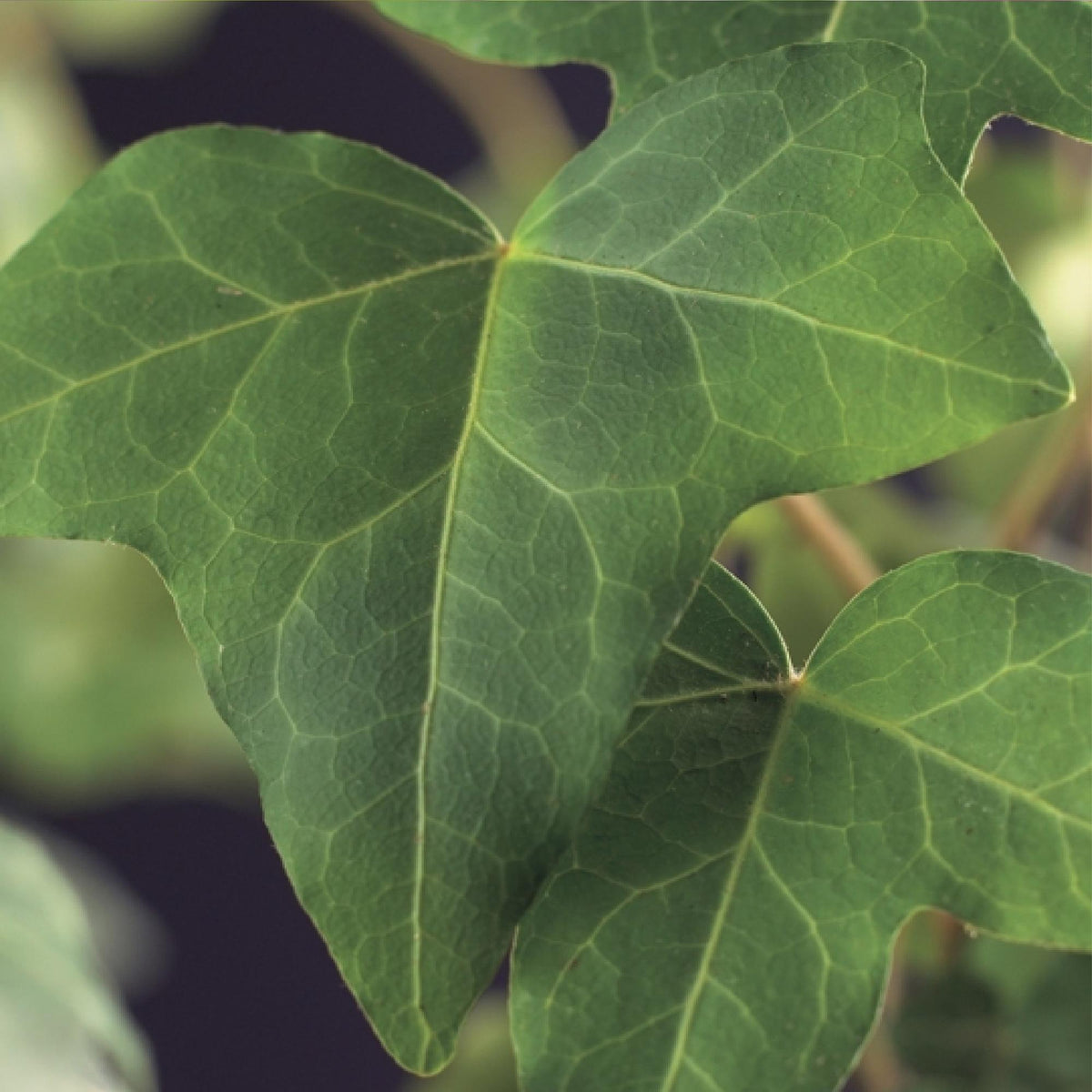 Kletterpflanze Hedera helix – Immergrün – Grüne Blätter – 11 cm x H40 cm – Pflegeleicht – Für Garten, Balkon & Innenräume 