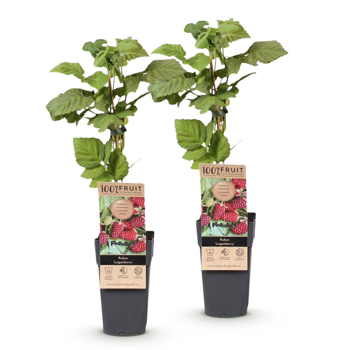 Green boutiQ - Fruit Plant - Rubus Thornless Loganberry - Thornless Raspberry - Hardy - Red Fruit - 2 Plants - Pot 15cm - Height 50cm 