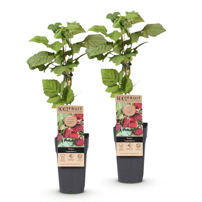 Green boutiQ - Fruit Plant - Rubus Thornless Loganberry - Thornless Raspberry - Hardy - Red Fruit - 2 Plants - Pot 15cm - Height 50cm 