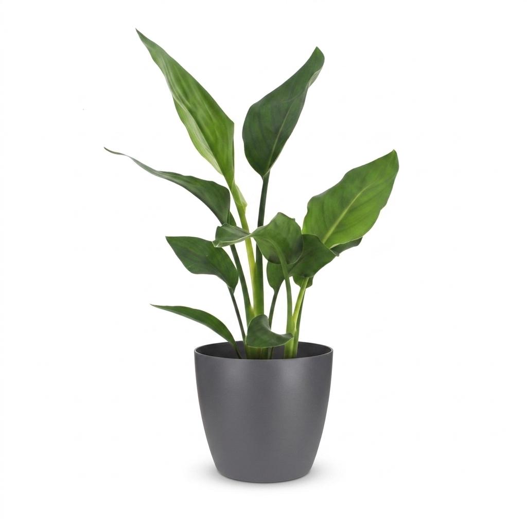 Paradiesvogelblume – Strelitzia reginae – Topf Ø12cm – Höhe 35cm – mit grauem Dekotopf – Ansicht 2