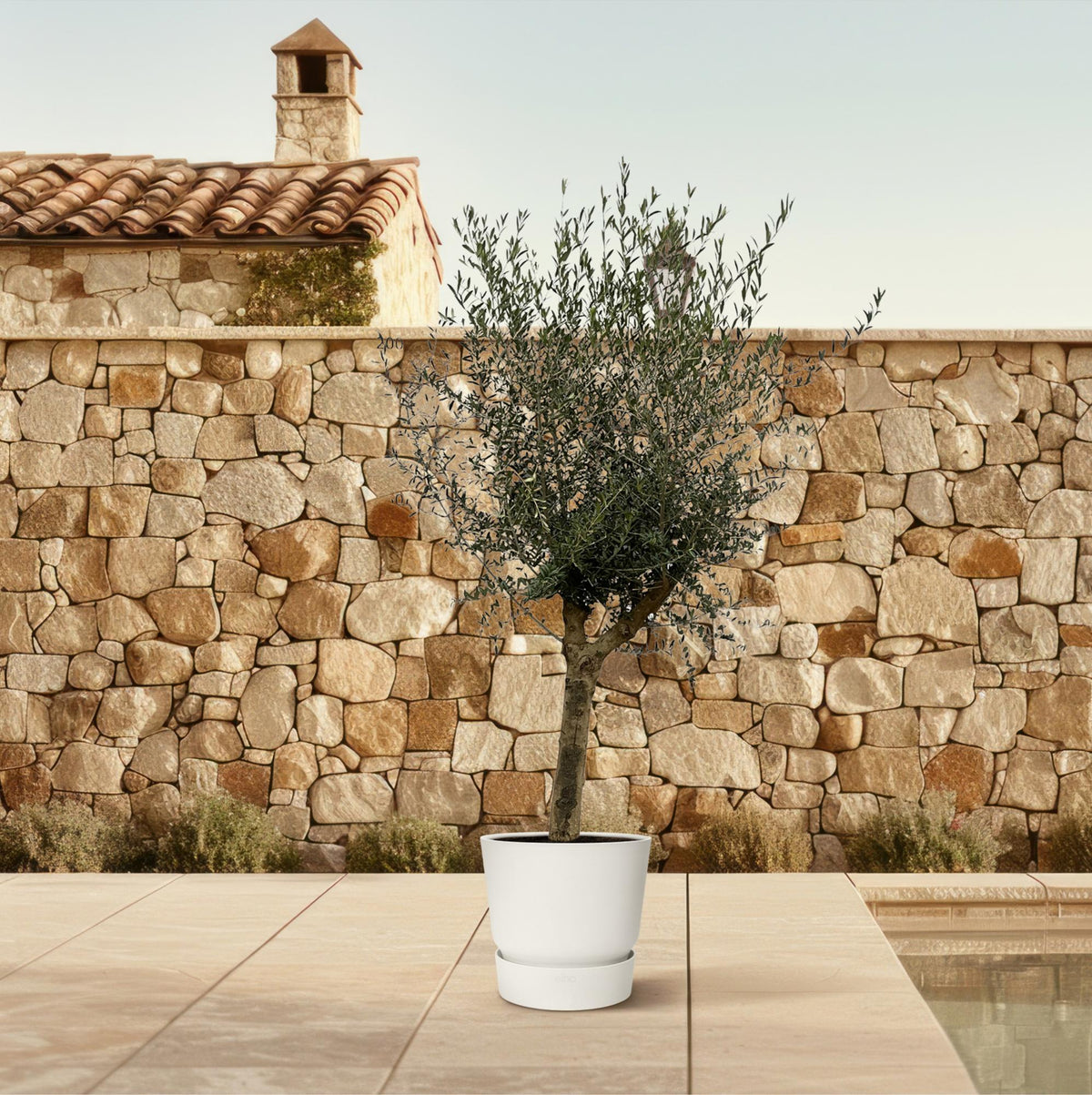 Olivenbaum Olea Lorc – ca. 200cm hoch – Ø45cm – Mediterrane Zimmer- & Gartenpflanze – Immergrün & pflegeleicht – Für sonnige Standorte 