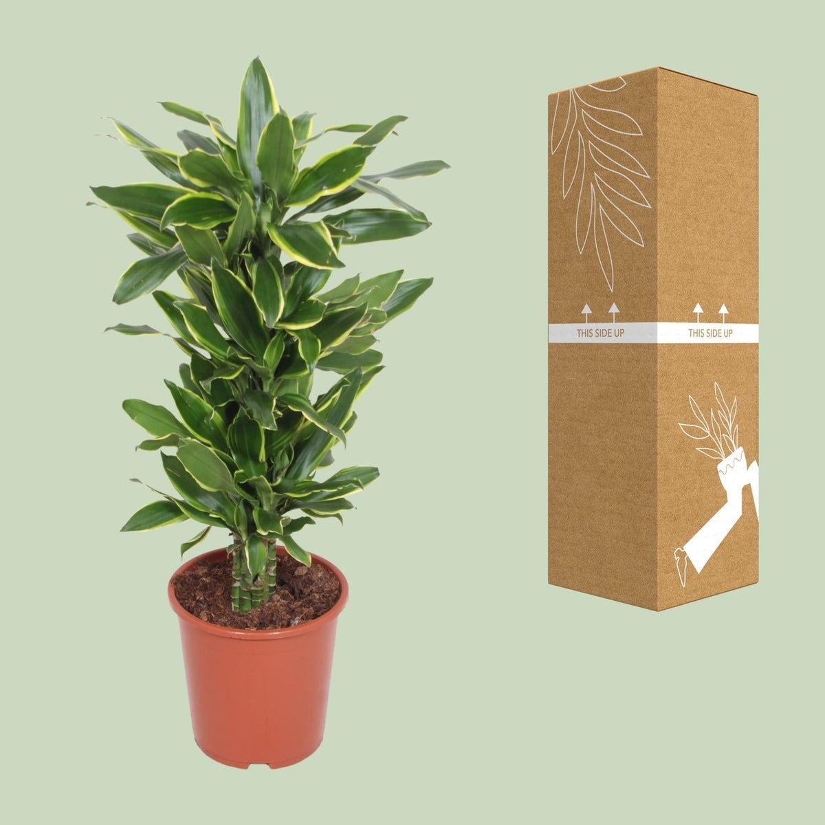 Dracaena Golden Coast - Ø27cm - ↕110cm 