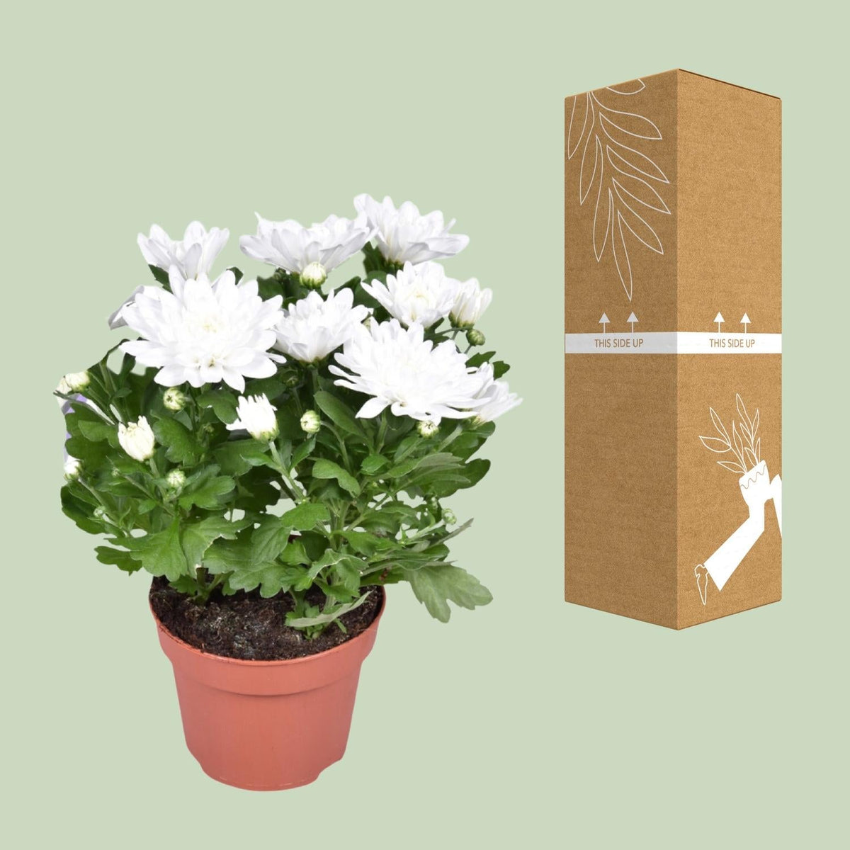Chrysanthemum ‘Brave’ – Polster-Chrysantheme – Outdoorpflanze – Ø12cm – ↕26cm – Herbstblüher – Pflegeleicht & farbenfroh 