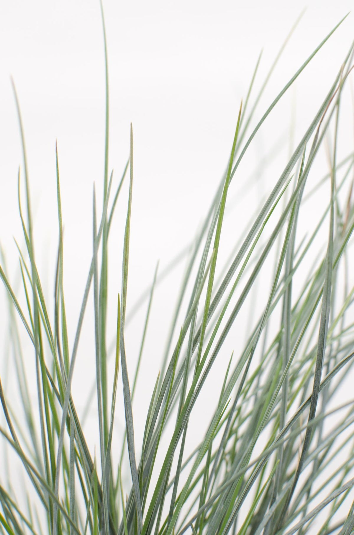 Blauschwingel-Gras - Festuca glauca Azura Blue - Ø14cm - ↨30cm 