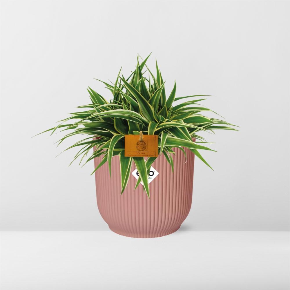 Grünlilie - Chlorophytum Ocean - Zimmerpflanze - 15cm in TopfVibes Fold 16cm Delicate pink 