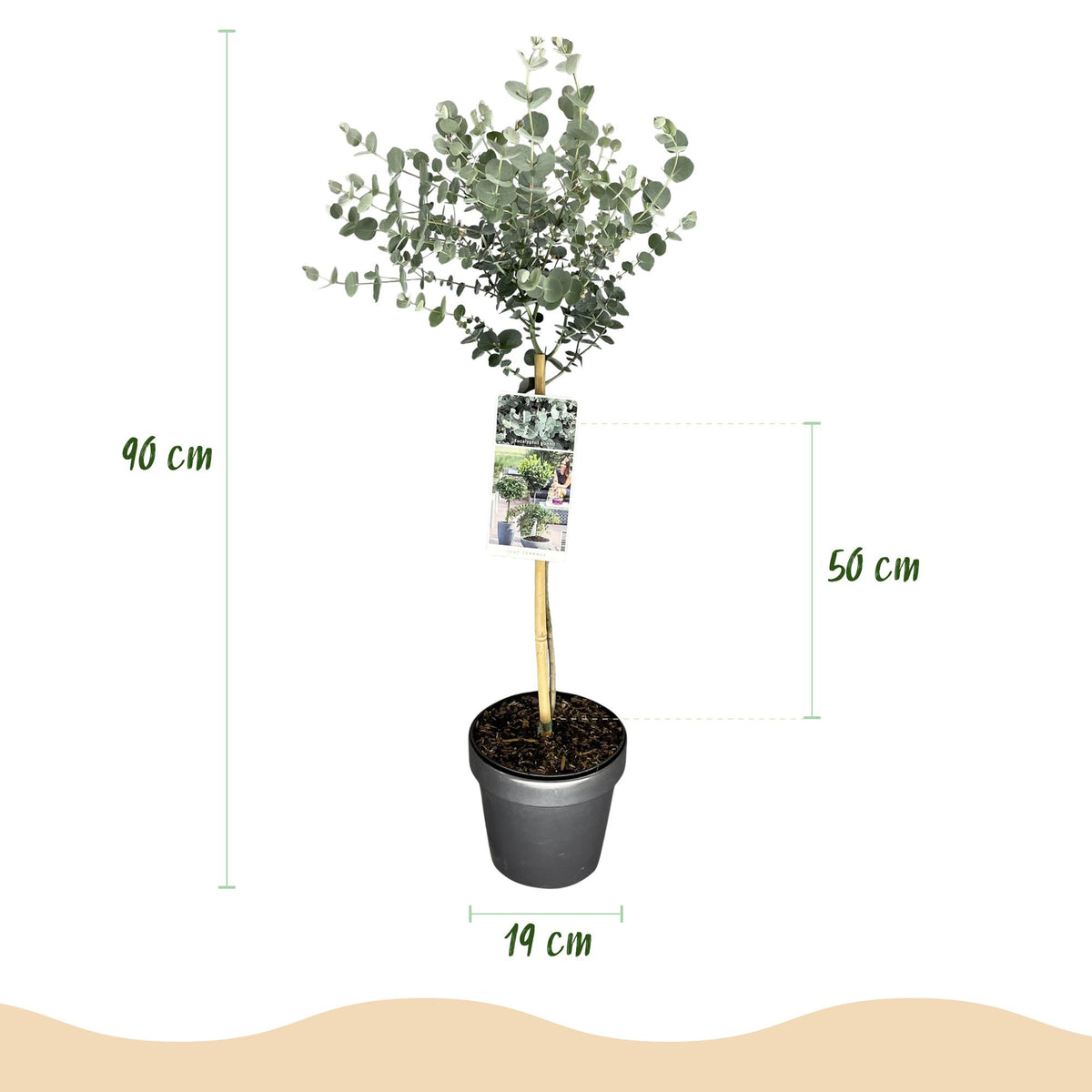 GreenboutiQ - Pflanzen auf Stamm - Eucalyptus gunni Azure - Terrassenpflanze - Immergrün - Winterhart - Graues Blatt - Topf 19 cm Höhe 90 cm 
