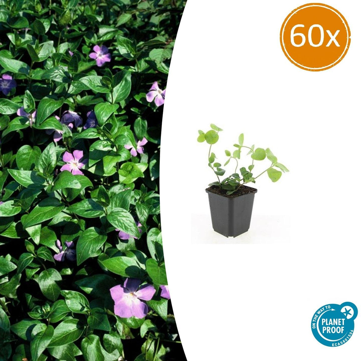 Großes Immergrün Vinca major – ↕10-25cm – Ø9cm – Immergrüner Bodendecker mit violett – blauen Blüten – Ansicht 28