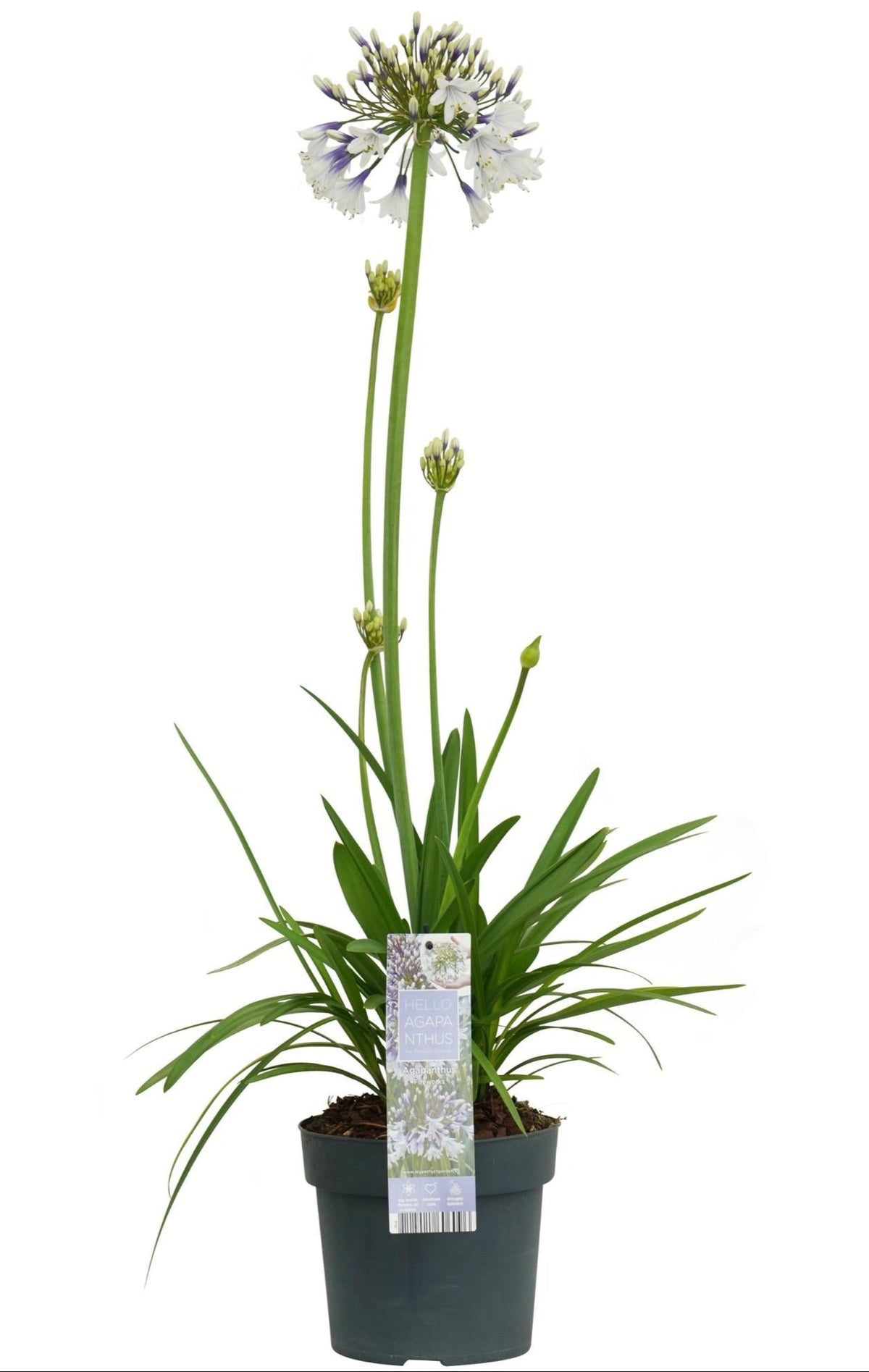 Afrika-Schmucklilie - Agapanthus Fireworks - Ø19cm - ↕75cm 