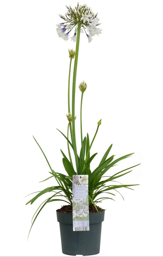 Afrika-Schmucklilie - Agapanthus Fireworks - Ø19cm - ↕75cm 