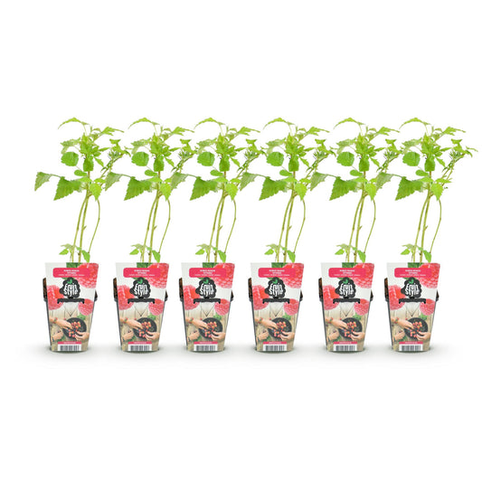 GreenboutiQ - Obstpflanzen - Himbeere - Rubus idaeus Heritage - Winterhart - 6 Pflanzen - Topf 9 cm - Rote Himbeere 
