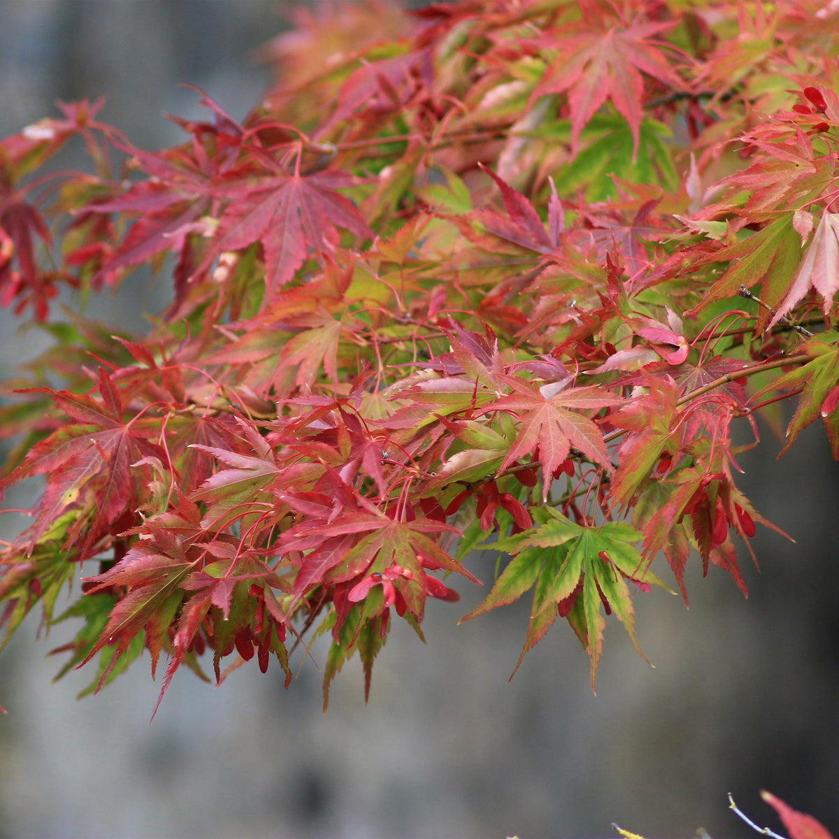 Green boutiQ - Gartenpflanze - Acer palmatum Beni Maiko - Japanischer Ahorn - Laubabwerfend - Rot - 1 - Topf 26cm - Höhe 90cm 