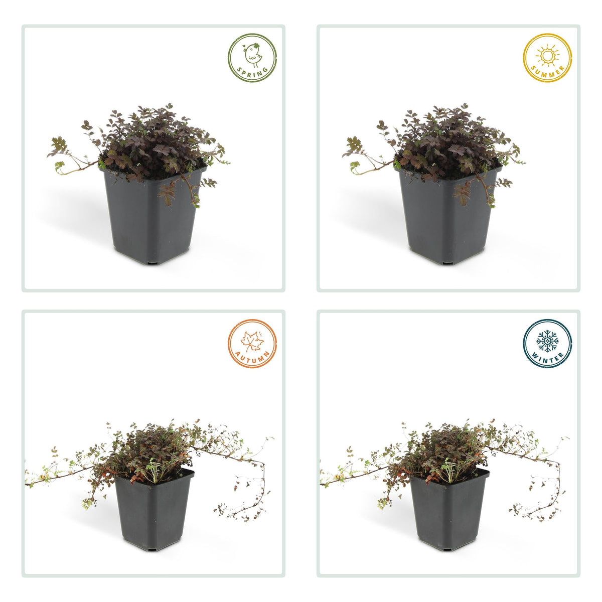 Acaena microphylla 'Kupferteppich' – Bodendecker Ø9cm – Höhe 10-25cm – Flachwachsende, pflegeleichte Pflanze – Für Garten, Steingarten & Wege – 24 Pflanzen 