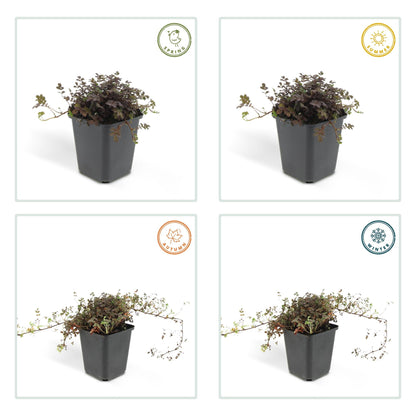Acaena microphylla 'Kupferteppich' – Bodendecker Ø9cm – Höhe 10-25cm – Flachwachsende, pflegeleichte Pflanze – Für Garten, Steingarten & Wege – 24 Pflanzen 