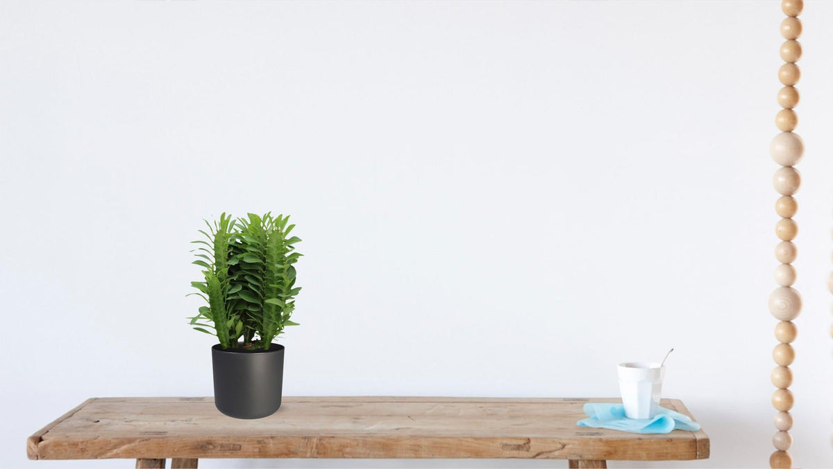 Euphorbia Trigona – Wolfsmilch – Zimmerpflanze – Ø12cm – ↕40cm – Sukkulente – Pflegeleicht & robust – Für hellen Halbschatten 