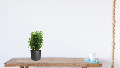 Euphorbia Trigona – Wolfsmilch – Zimmerpflanze – Ø12cm – ↕40cm – Sukkulente – Pflegeleicht & robust – Für hellen Halbschatten 