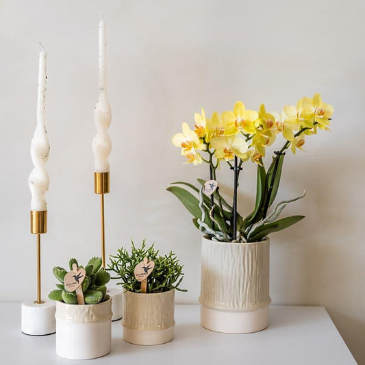 Kolibri Home | Bamboo Übertopf - Travertine - Ø9cm 