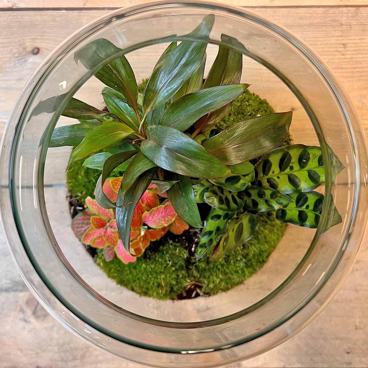 Flaschengarten DIY Bausatz – Terrarium Milky Palme – Ø21cm x 30cm – Selbstbewässerndes Mini-Ökosystem – Inklusive Anleitung – Perfekt für Zuhause & Büro 